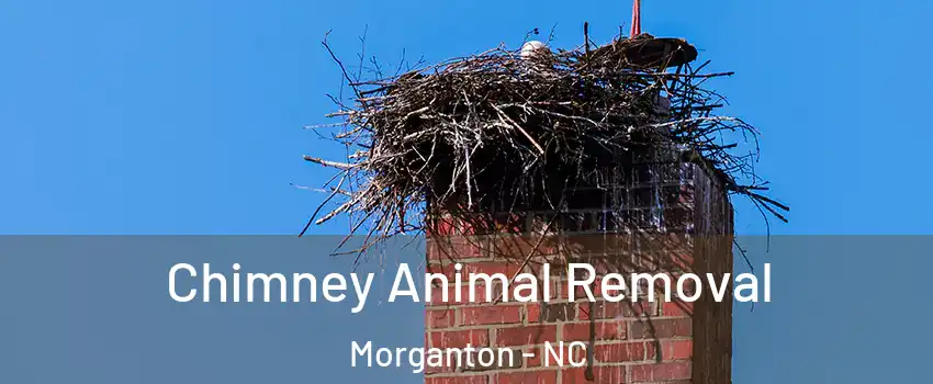 Chimney Animal Removal Morganton - NC